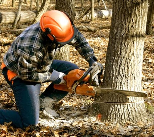 Tree Removal in Hebron, ME